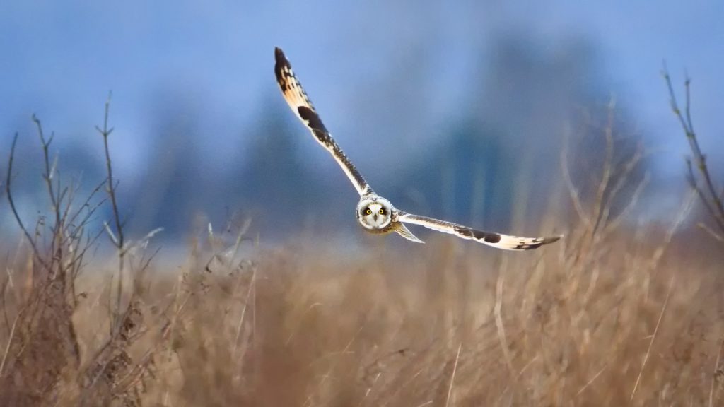 Short Eared Owl