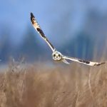 Short Eared Owl