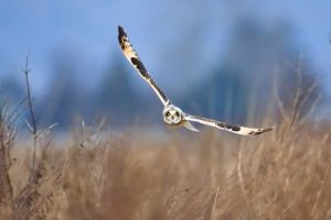 Short Eared Owl