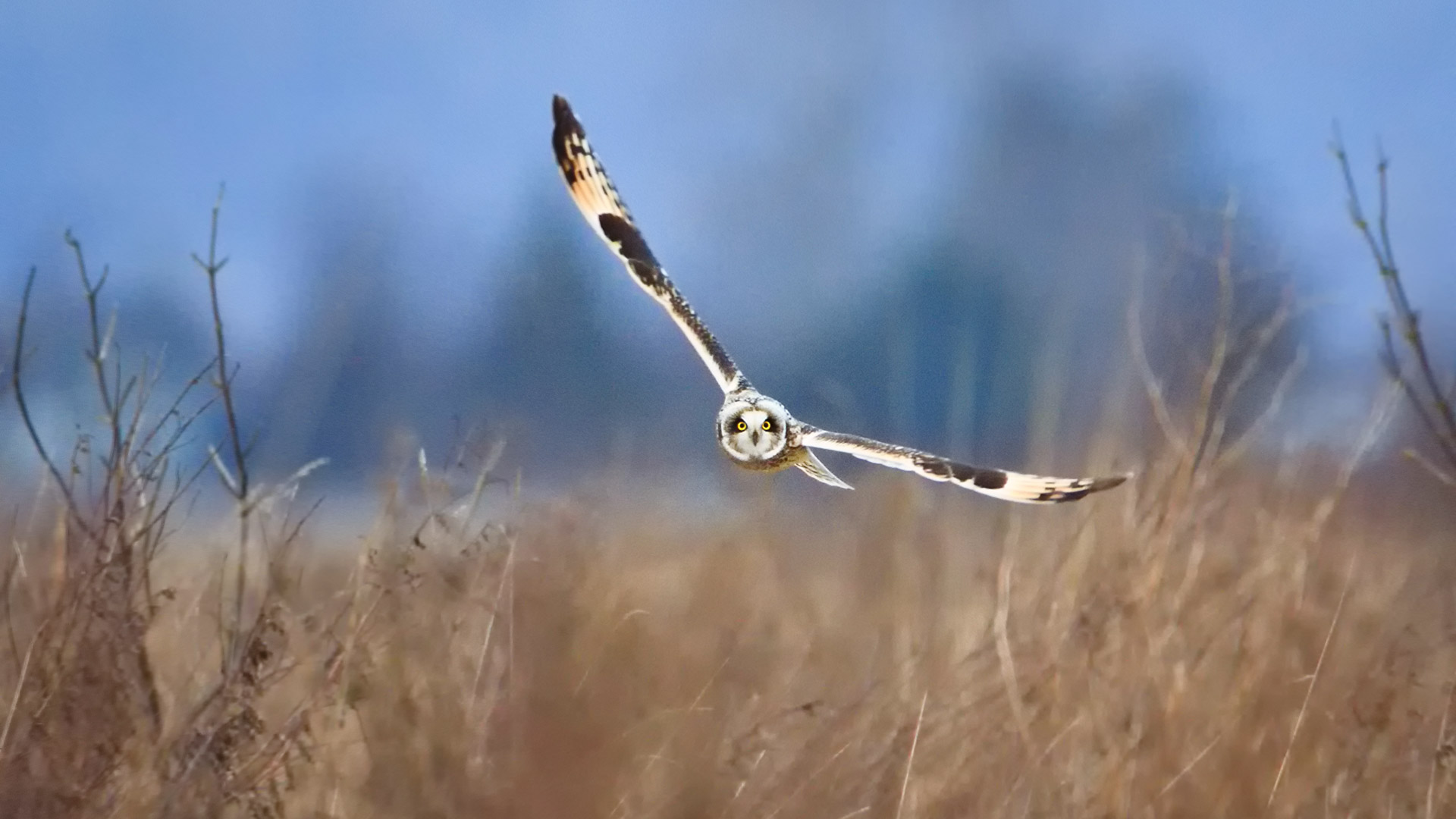 Short Eared Owl