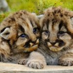 Sibling Cougars