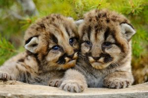 Sibling Cougars