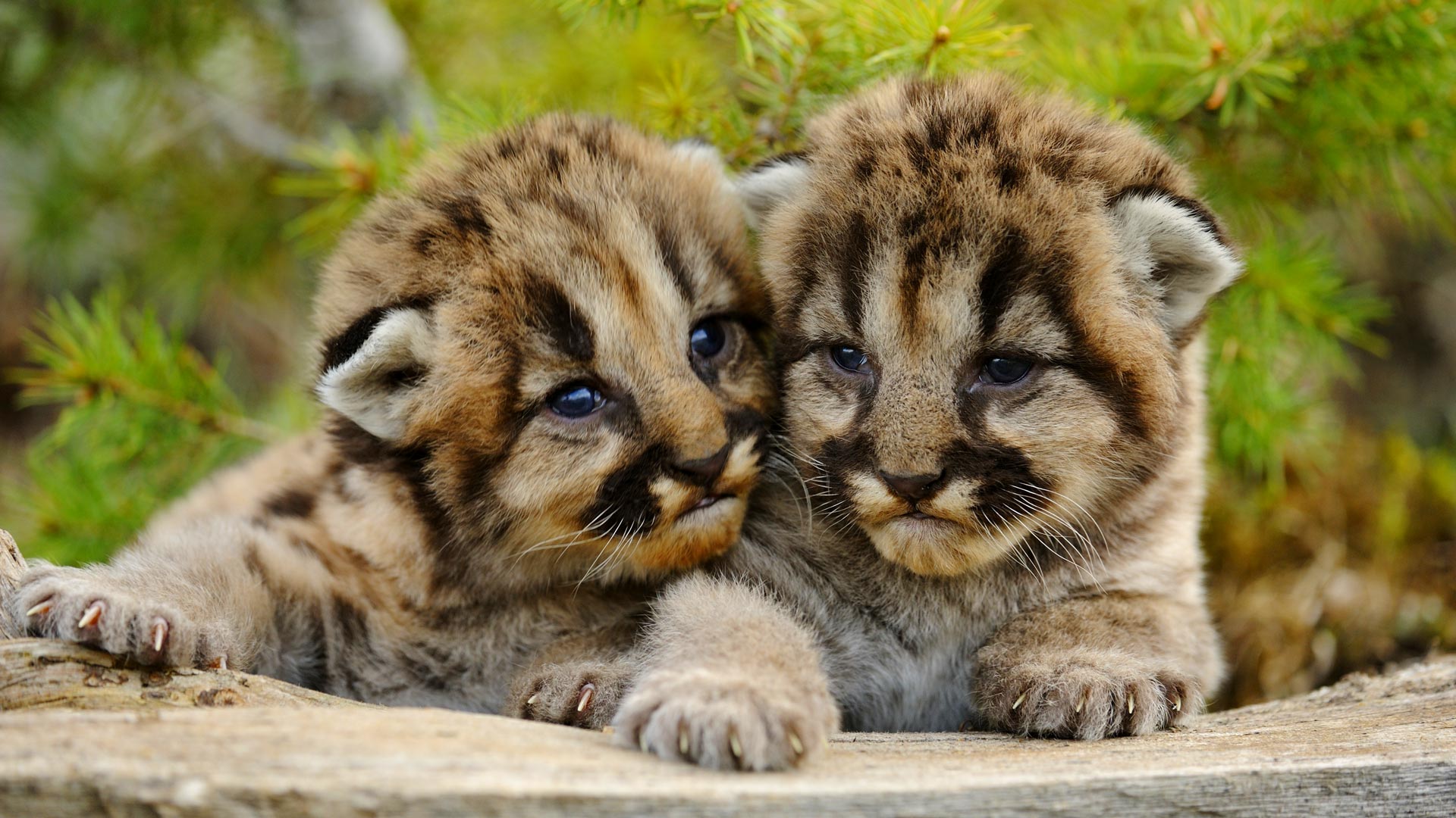 Sibling Cougars