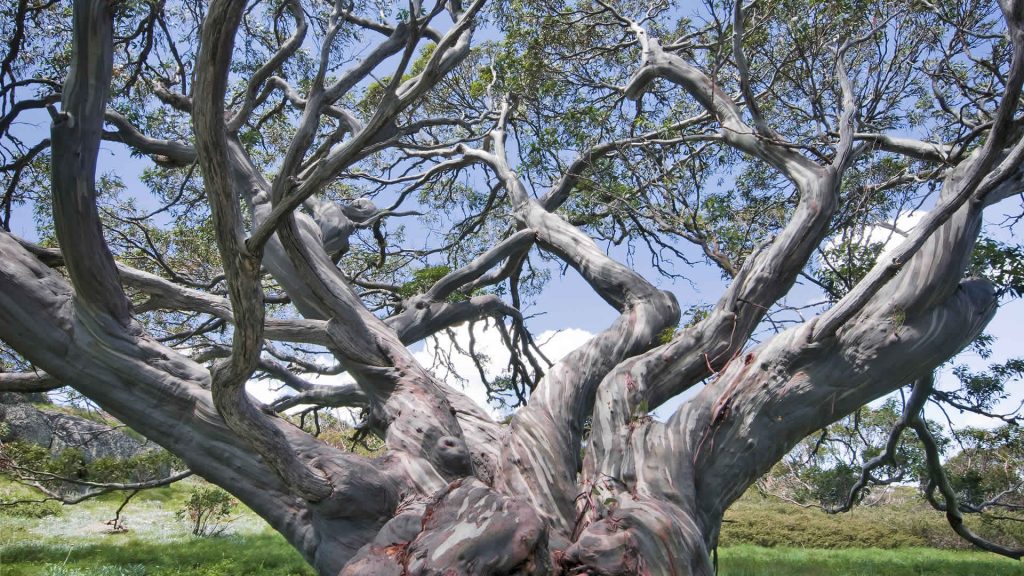 Snow Gum Kosciusko