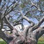 Snow Gum Kosciusko