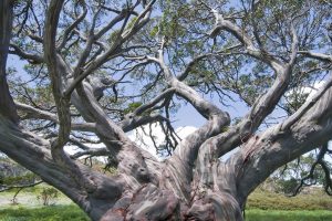 Snow Gum Kosciusko