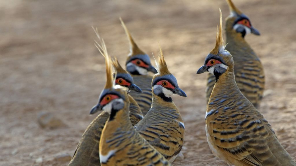 Spinifex Pigeons