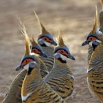 Spinifex Pigeons