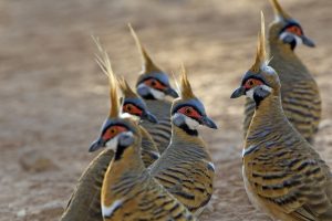 Spinifex Pigeons