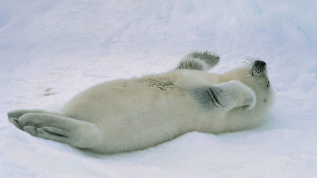 St Lawrence Harp Seal