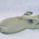 St Lawrence Harp Seal