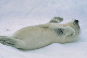 St Lawrence Harp Seal