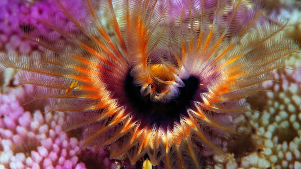 Star Horseshoe Worm