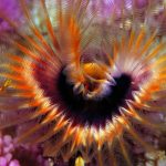 Star Horseshoe Worm