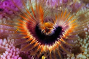 Star Horseshoe Worm