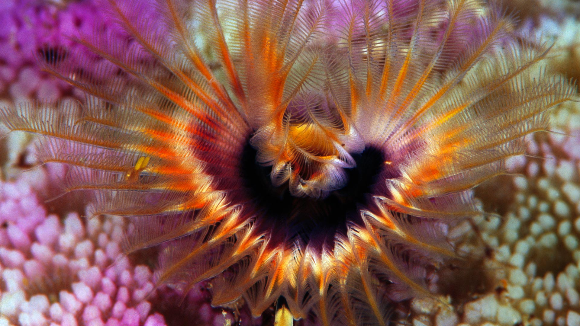 Star Horseshoe Worm