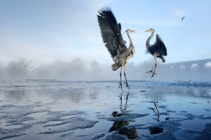 Stockport Herons