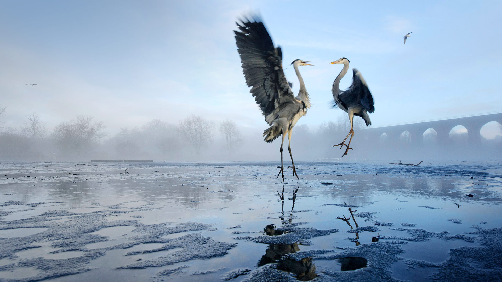 Stockport Herons