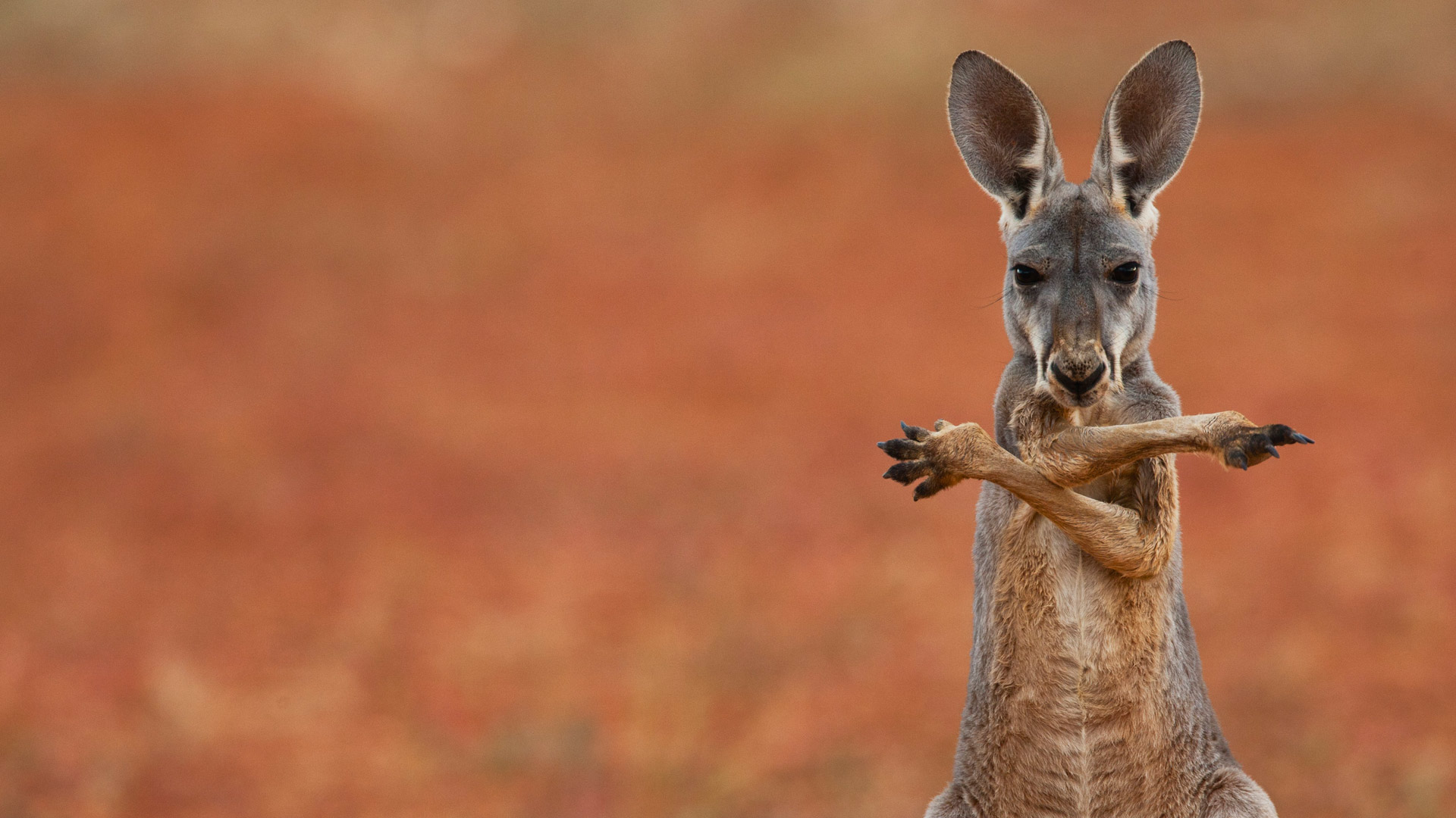 Sturt Stony Roo