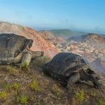 Tortoise Migration
