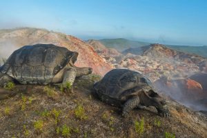 Tortoise Migration