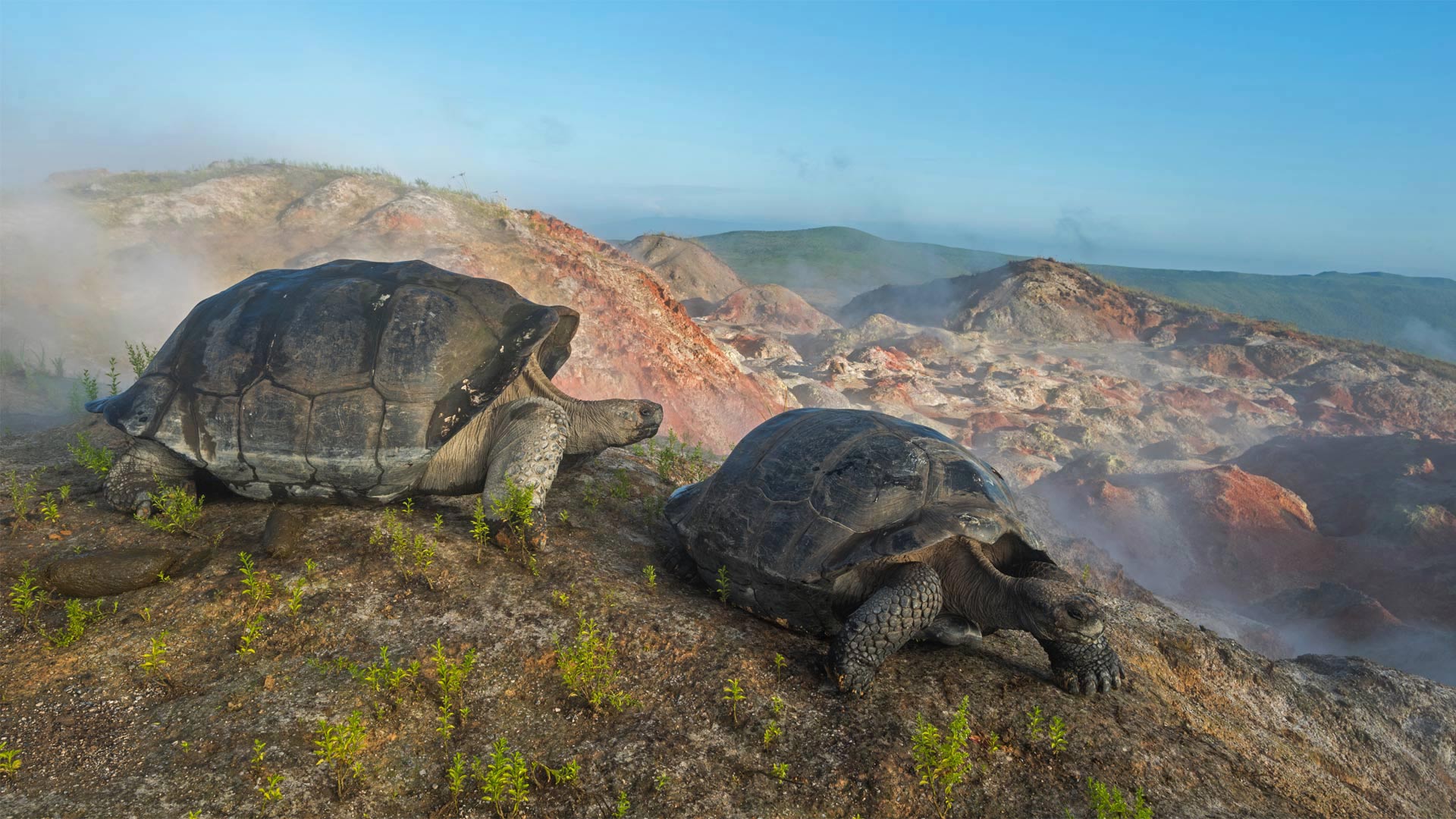 Tortoise Migration