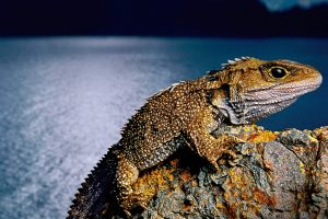 Tuatara