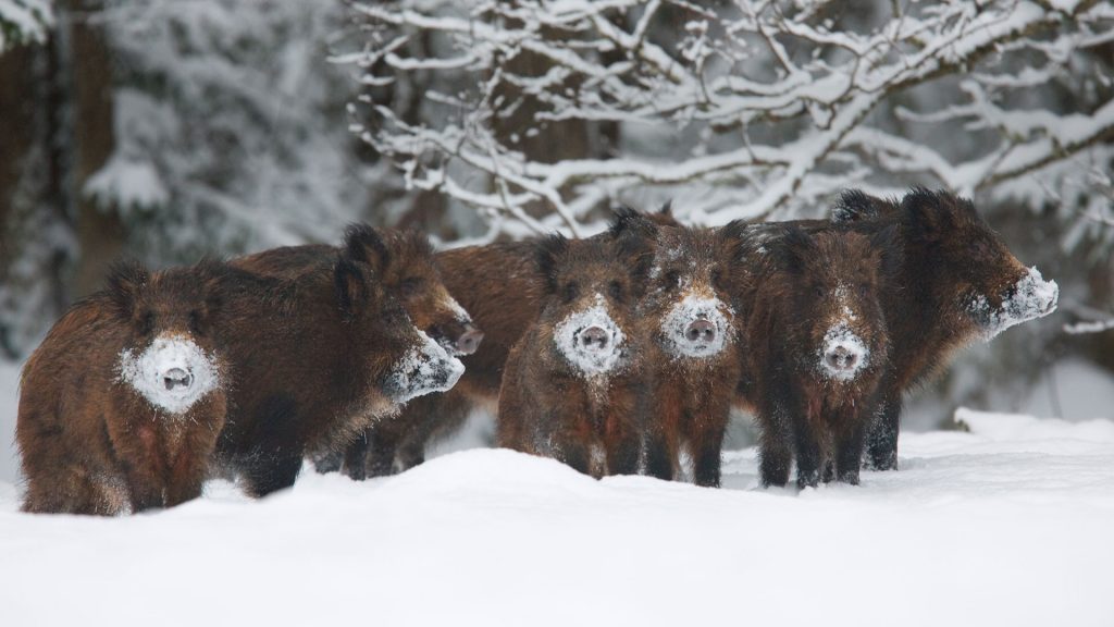 Wild Boars