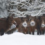 Wild Boars