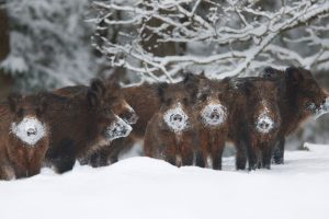 Wild Boars