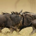 Wildebeests