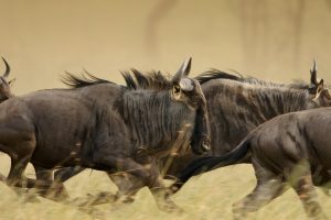 Wildebeests