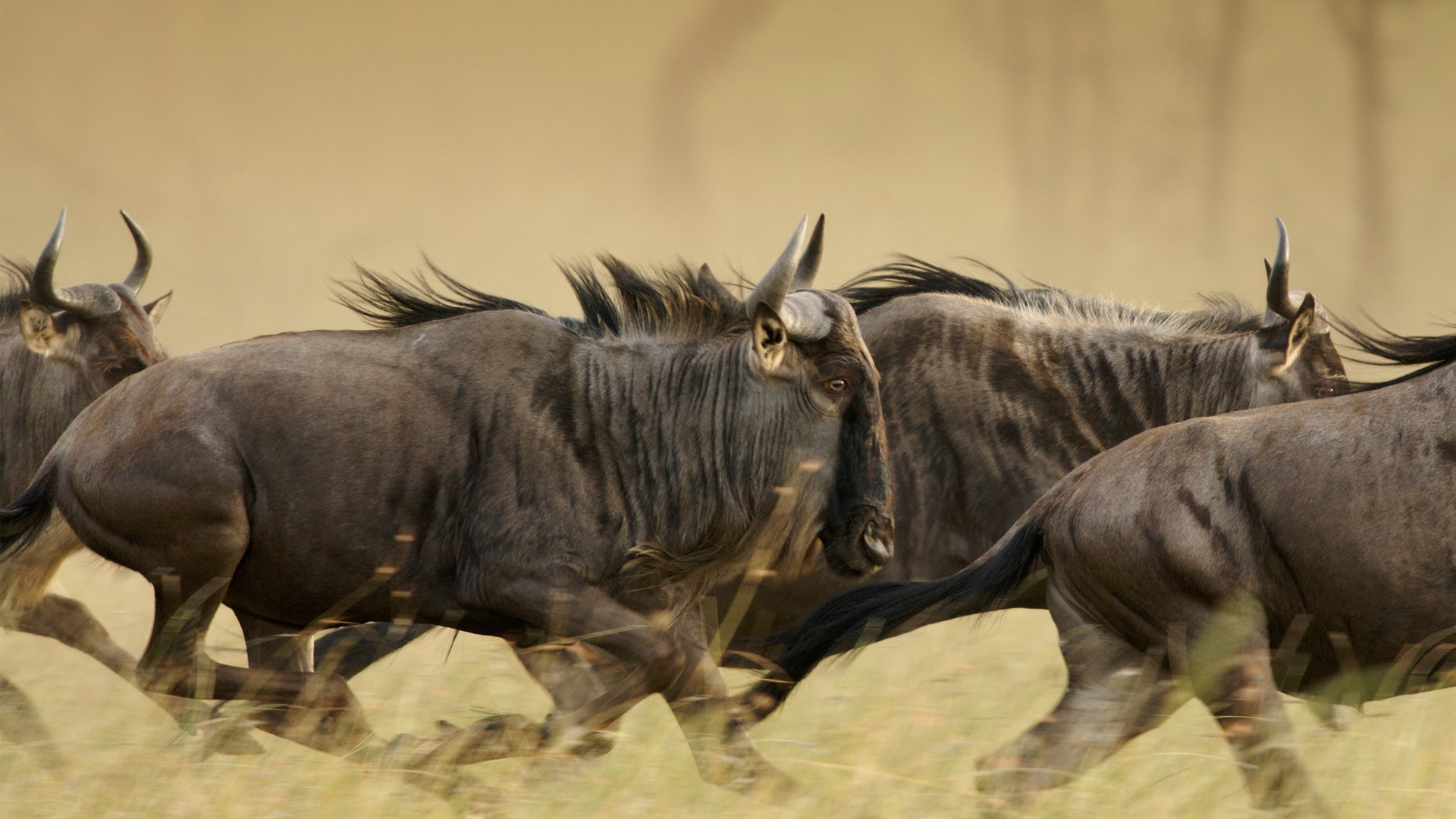 Wildebeests