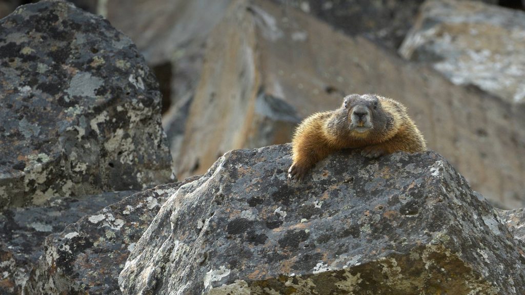 Yellow Bellied Marmot