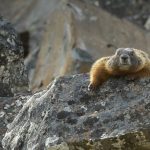 Yellow Bellied Marmot