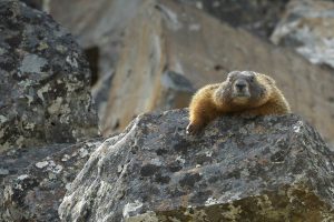 Yellow Bellied Marmot