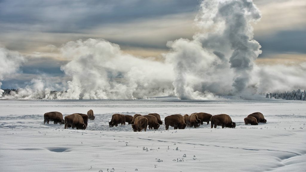 Yellowstone NP Buffalo