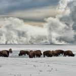 Yellowstone NP Buffalo