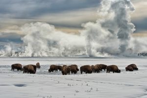 Yellowstone NP Buffalo