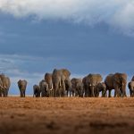 Amboseli Herd