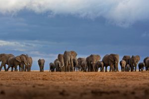 Amboseli Herd