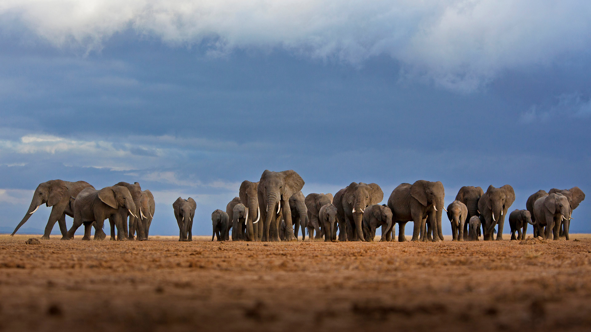 Amboseli Herd