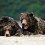 August Bears