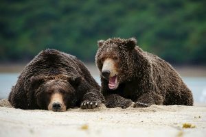 August Bears