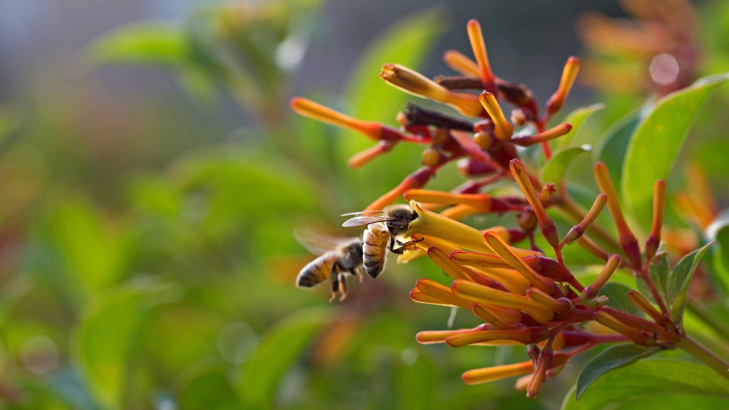 Drinking Nectar