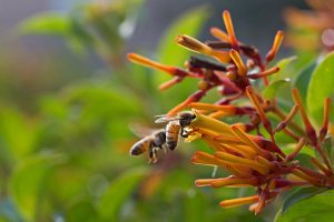 Drinking Nectar