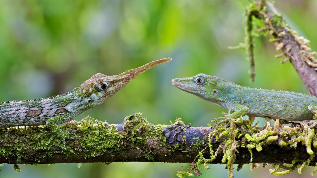Horned Anole