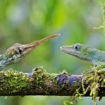 Horned Anole