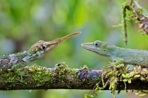 Horned Anole