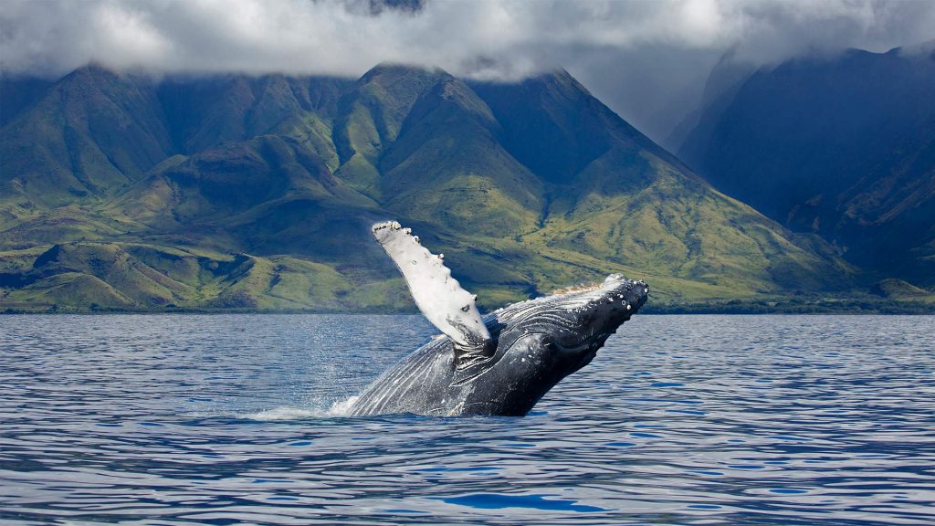 Humpback Sanctuary